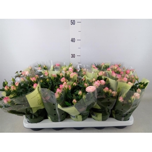 Rosa  'Carousel Kordana'