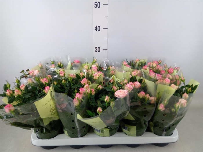 <h4>Rosa  'Carousel Kordana'</h4>