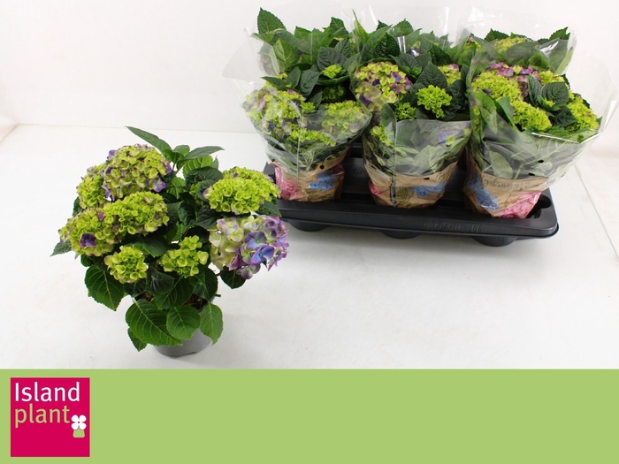 <h4>HYDR M NINGBO</h4>