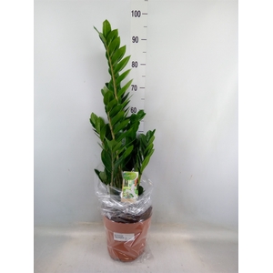 Zamioculcas zamiifolia