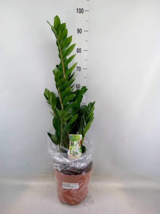 <h4>Zamioculcas zamiifolia</h4>