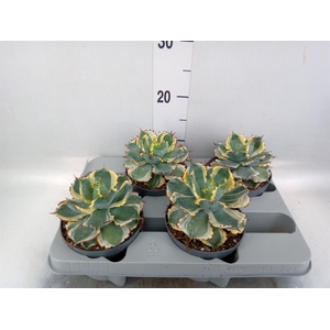 Agave potatorum