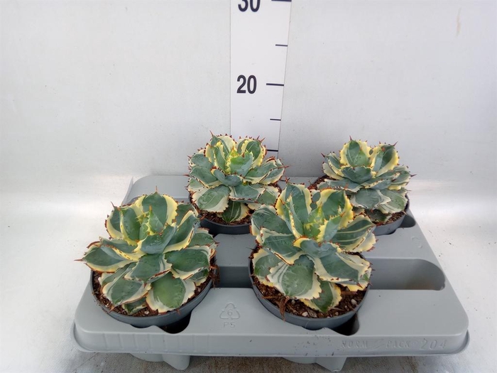 <h4>Agave potatorum</h4>