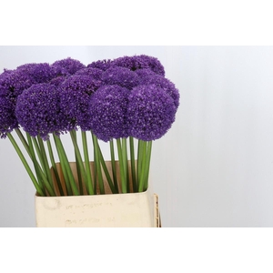 Allium Ambassador