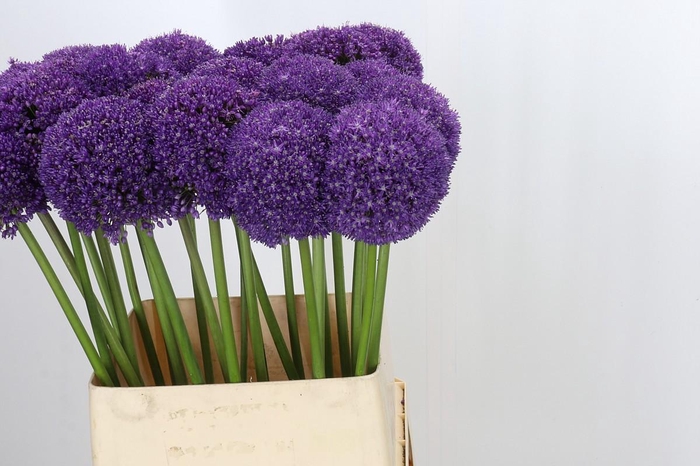 <h4>Allium Ambassador</h4>