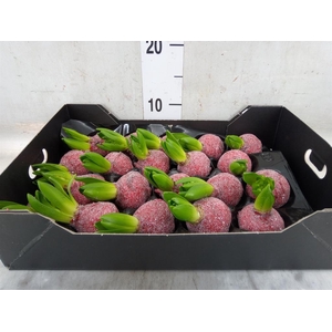 Hyacinthus orie.   ...waxed H%