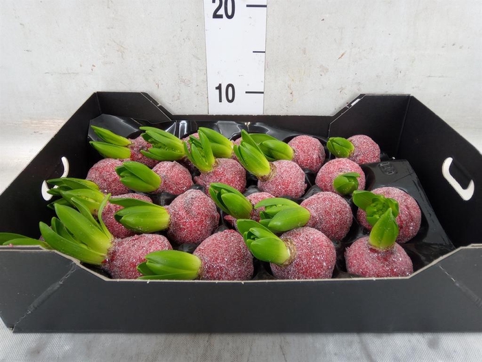 <h4>Hyacinthus orie.   ...waxed H%</h4>