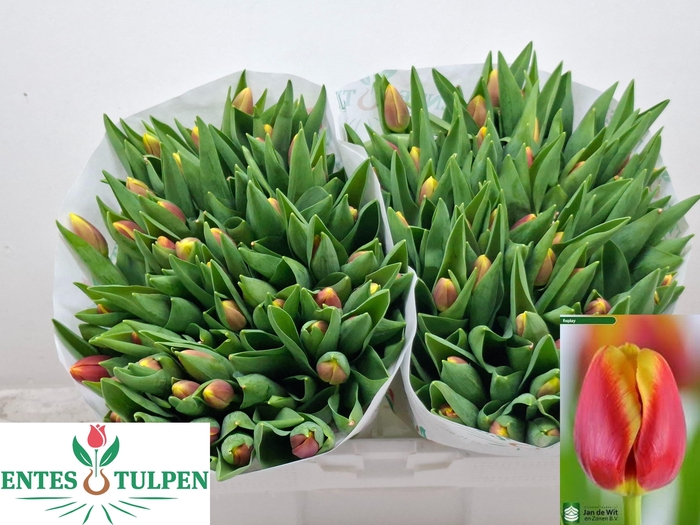 <h4>TU EN REPLAY</h4>