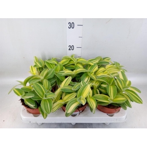 Tradescantia   ...