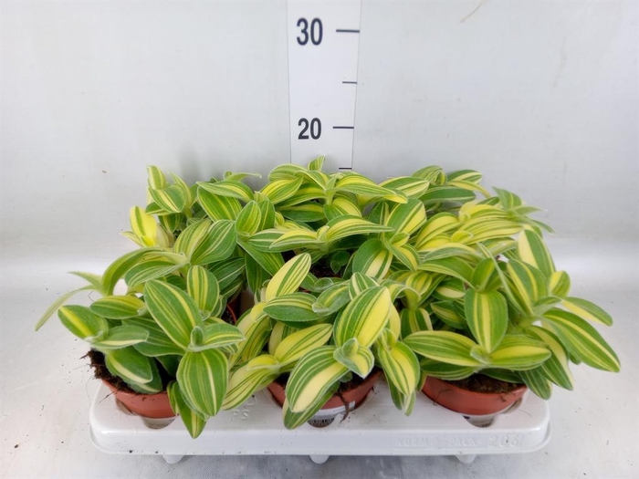 <h4>Tradescantia   ...</h4>