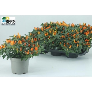 CAPS TORERO D ORANGE