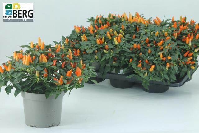 <h4>CAPS TORERO D ORANGE</h4>