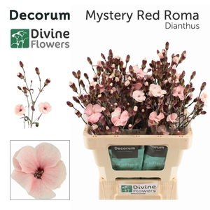 DI TE MYSTERY RED ROMA H%