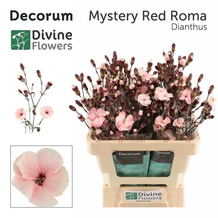 <h4>DI TE MYSTERY RED ROMA H%</h4>