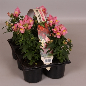 Antirrhinum majus roze 6p