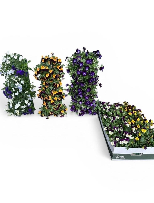 <h4>VIO CO EM WANDHANGER</h4>