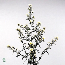 11624: Consideration arrangement