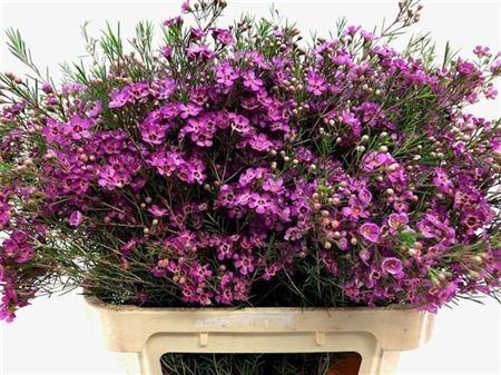 <h4>Chame Eden Lila 80cm</h4>