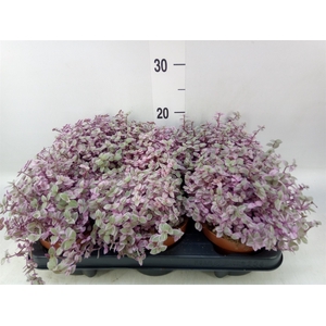 Callisia repens 'Rosato'