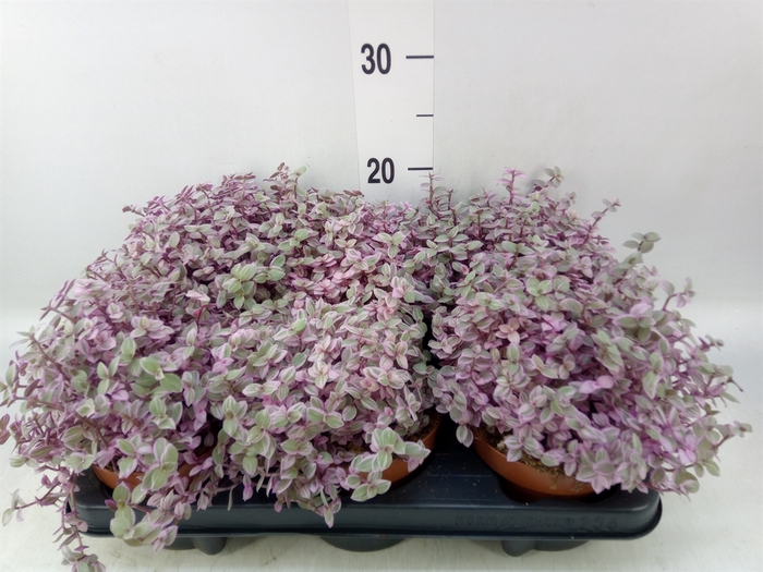 <h4>Callisia repens 'Rosato'</h4>