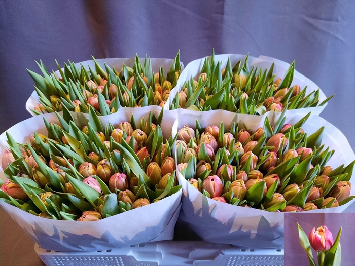 <h4>TU DU COLUMBUS</h4>