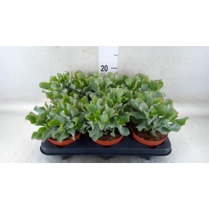 Crassula arborescens 'Petit Wave'