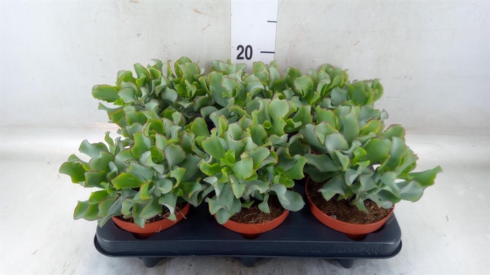 <h4>Crassula arborescens 'Petit Wave'</h4>