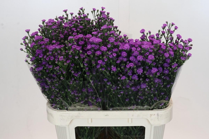 <h4>Aster Baby Pink</h4>