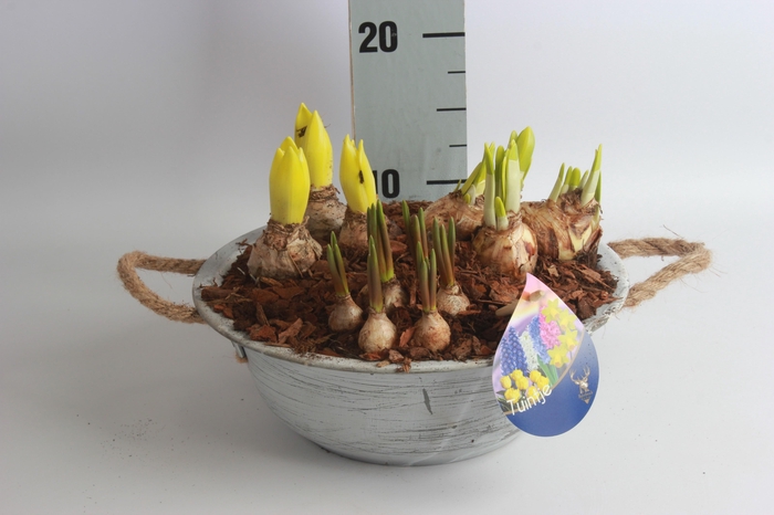 <h4>Arr Bol Knolgewas</h4>