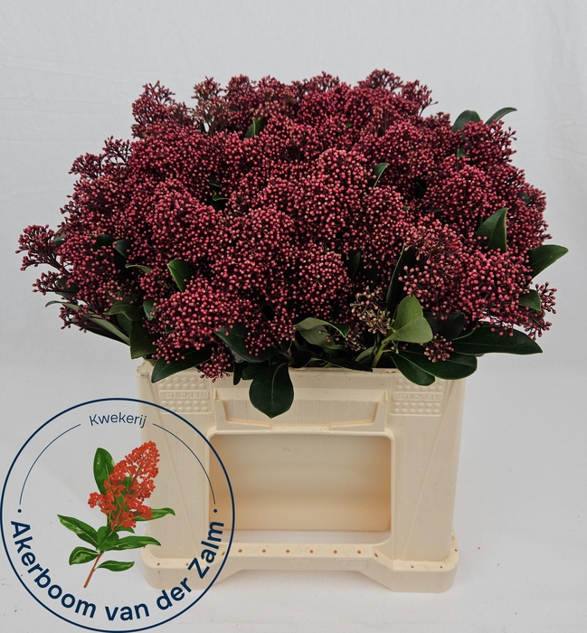 <h4>SKIM J RUBELLA BS</h4>