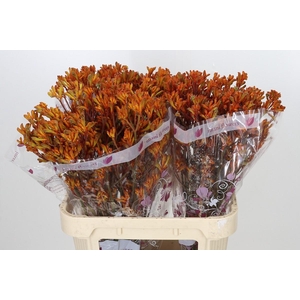 Anigozanthos Orange