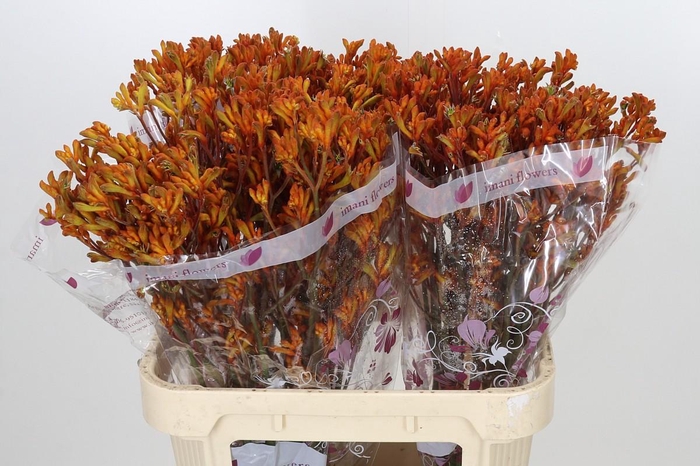 <h4>Anigozanthos Orange</h4>
