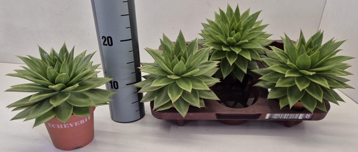 <h4>ECHEV  AGAV EBONY</h4>