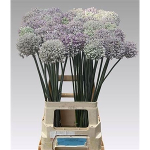 Allium Kenton