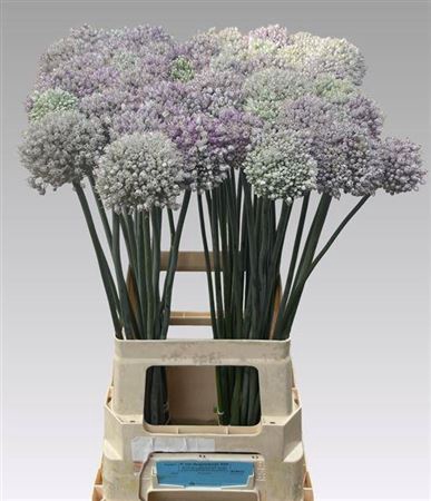 <h4>Allium Kenton</h4>