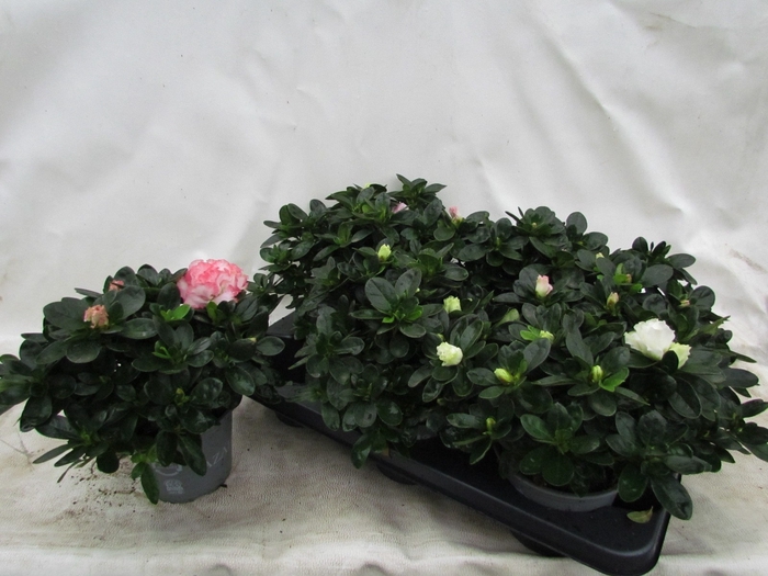 <h4>RHODO SI VOGEL GEM</h4>
