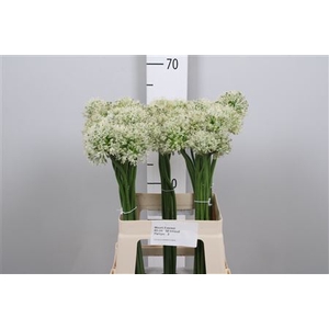 Allium Mount Everest