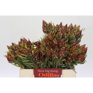 Kaaps Groen Plumosum Rubrum