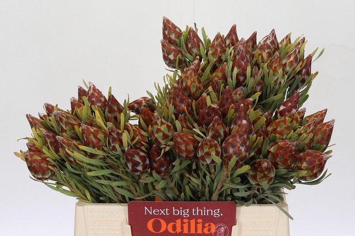 <h4>Kaaps Groen Plumosum Rubrum</h4>