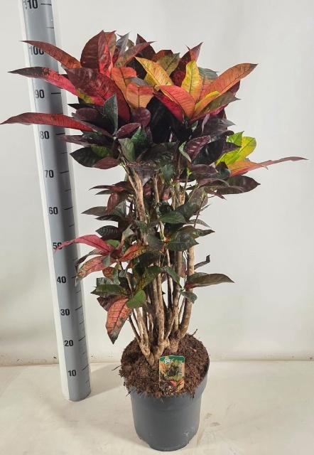 <h4>COD KL MRS ICETON</h4>