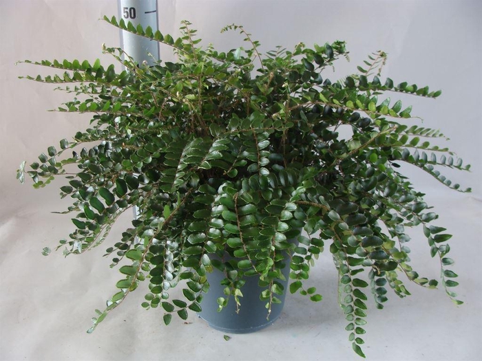 <h4>Asplenium   ...</h4>