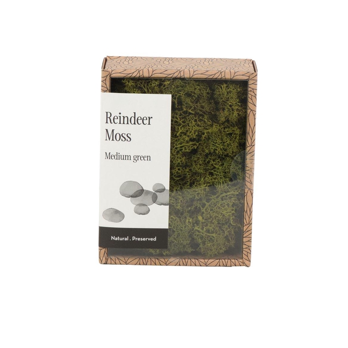 <h4>Ijslandmos (reindeer) Medium Green - Box S</h4>