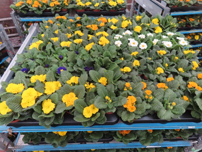 <h4>PRIM AC MIXK</h4>