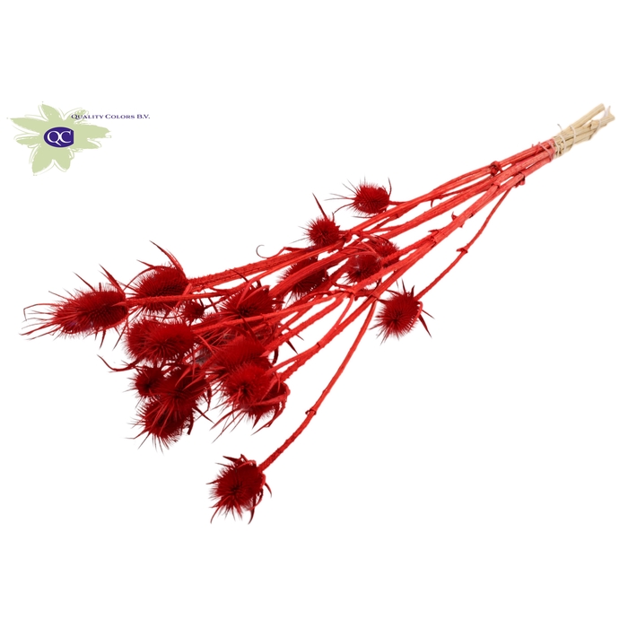 <h4>Cardi Distel Bleached 5pc/bunch 70cm Red</h4>