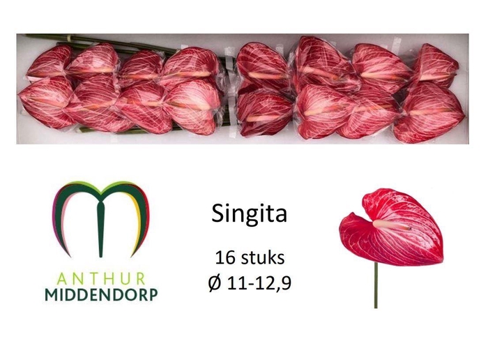 <h4>ANTH A SINGITA</h4>