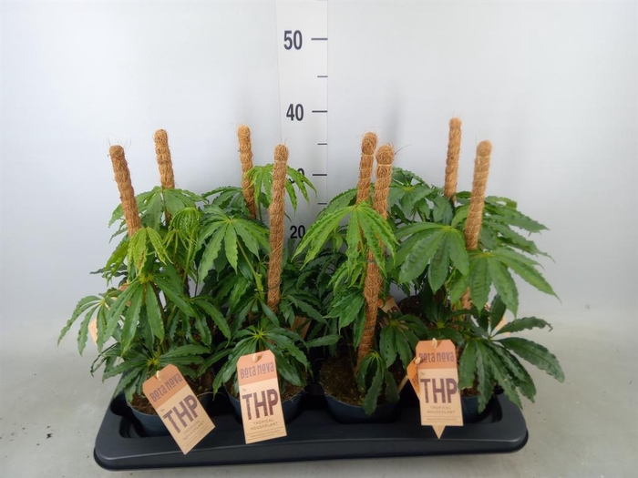 <h4>Anthurium   ...</h4>