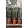 ** Cycas Revoluta 30+ Extra * Spring Deal *