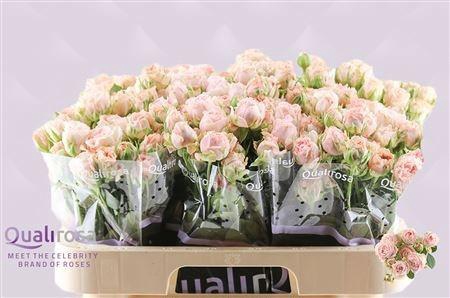 <h4>R TR BOMBASTIC</h4>