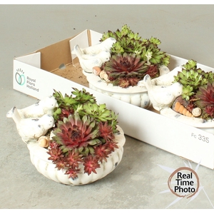 ARR SEMPERVIVUM
