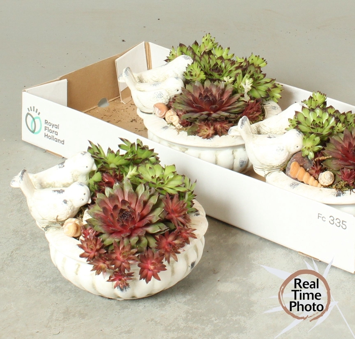 <h4>ARR SEMPERVIVUM</h4>